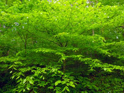 American Beech tree