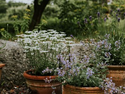 An array of flowers in terracotta plant pots