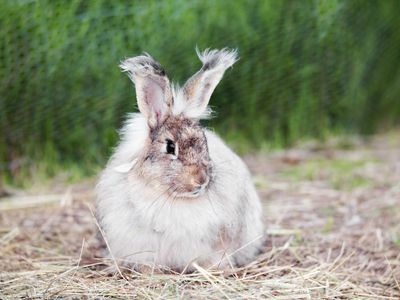 Angora rabbit on straw