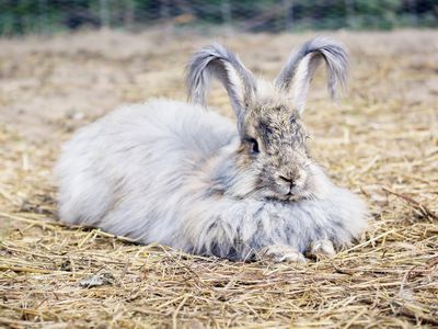 Angora rabbit lying on straw