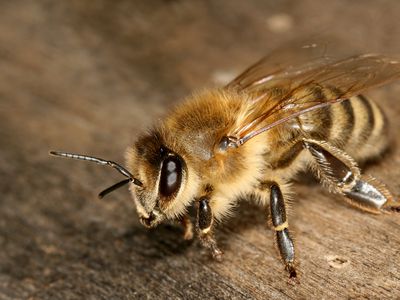 Bee on wood