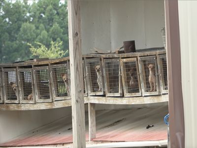 Caged breeding dogs at puppy mill in Pocahontas, Arkansas