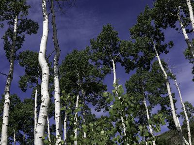 Aspen Trees in the Pando Clone near Fishlake Utah