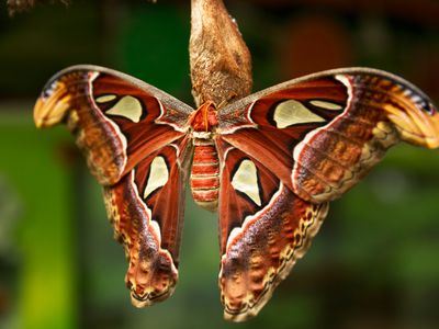 An atlas moth with striking orange and white wings sits on a branch