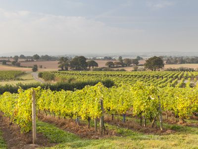 a vineyard in Shropshire