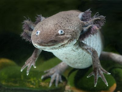 A large salamander that looks like its smiling swimming underwater