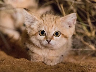 A wild sand cat kitten