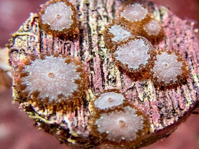 Healthy, 8-month-old baby brain corals