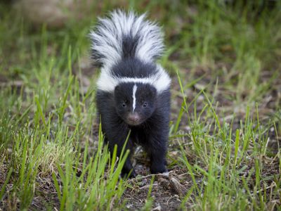 Baby Skunk