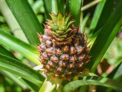 baby pineapple grows near ground