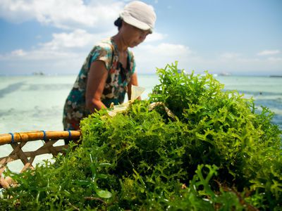 Balinese woman sits next to a pile of seaweed