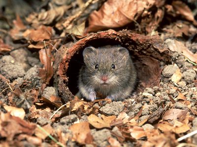 bank vole: clethrionomys glareola at nest entrance norfolk