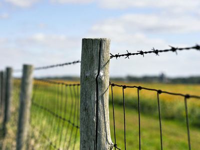 Old style, rustic wood post barb wire fence protecting a corn field in the midwestern US