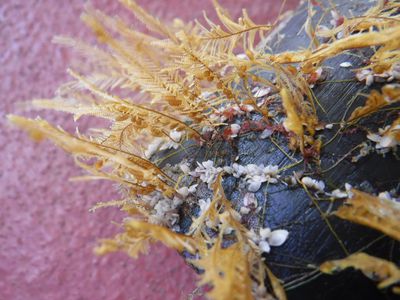 Plants and small barnacles growing on a piece of plastic