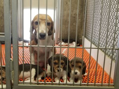 beagle mom and puppies