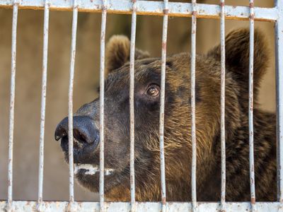 rescued bear