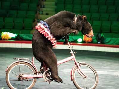 moon bear performs at a circus in Vietnam