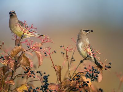 Beautiful Portrait of Two Cedar Waxwing Feeding on Berries in Pennsylvania