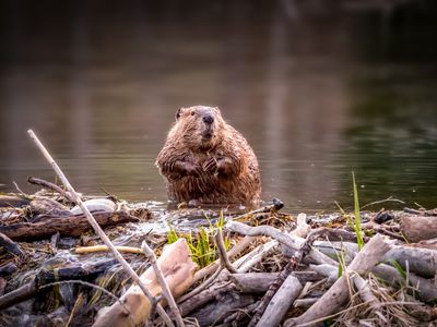 Beaver Dam