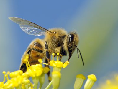 bee on a wildflower