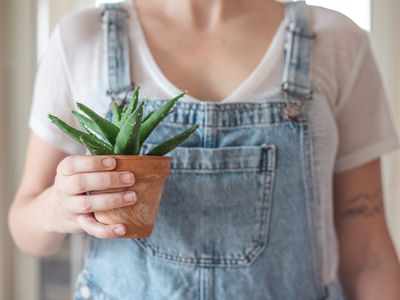 woman in denim overalls holds small spiky aloe vera plant in terracotta pot