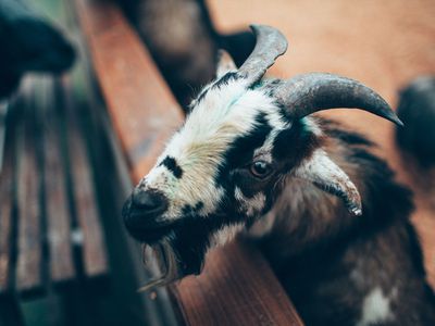 Black and white goat near a wooden fence