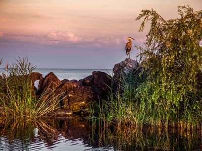 Blue Heron sitting on the shore of Lake Erie at sunset