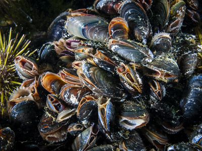 Blue Mussels underwater and filtering water in the St. Lawrence in Canada