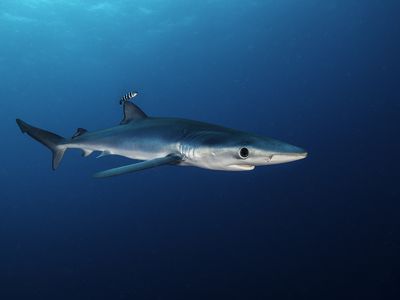 Blue Shark In Blue Water