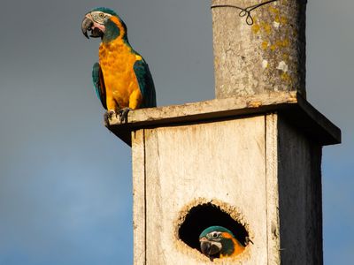 blue-throated macaws in a nesting box