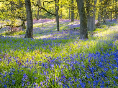 Bluebells flowering in the forest, Perth, Scotland