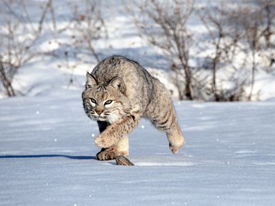 Bobcat in the Snow