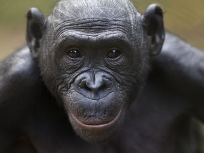 Bonobo female 'Tshilomba' head and shoulders portrait