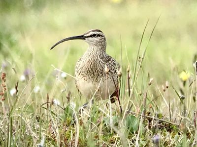 bristle-thighed curlew