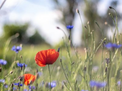 Buds of a blooming wild poppy in a field after rain