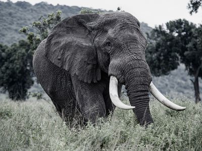 bull elephant with big tusks