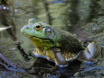 Bullfrog