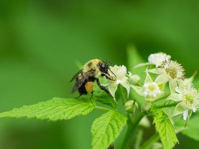 Bumblebee on Black Raspberry Flowers