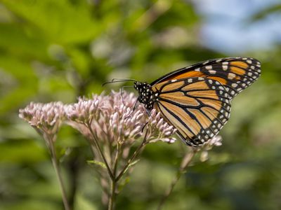 Butterfly with Milkweed