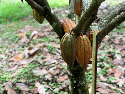 cacao pod fruits ripe on tree in rainforest farm