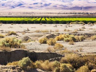 Irrigated California farm field contrasts with dry desert