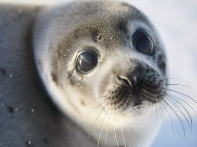 Canada Raises Quota For Controversial Seal Hunt