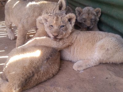 captive lion cubs at a farm in South Africa