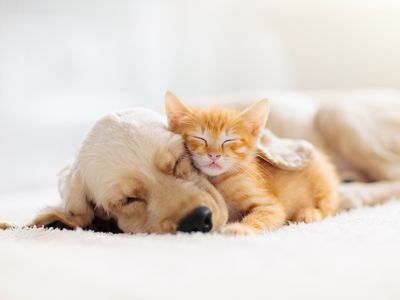 Cat and dog sleeping. Puppy and kitten sleep.