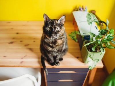 Calico cat on a desk looking at camera