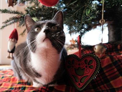 gray and white cat plays at base of christmas tree with ornaments