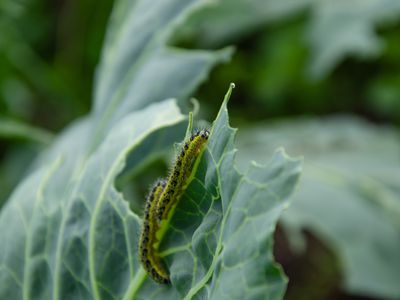 Caterpillars on cabbage leaves,