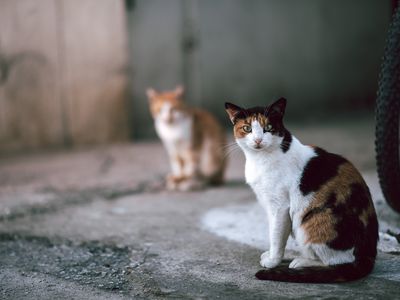 Cats in Greece - Island Thassos