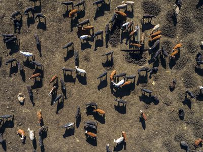 cattle feedlot from above