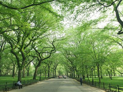 Central Park Mall with green trees, New York City, USA